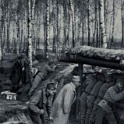 I am putting up some of these pictures to illustrate the fighting our relatives would of been in.These are from the Carpathian Mountains World War One.<br />Austro-Hungarian Troops defensive forest line